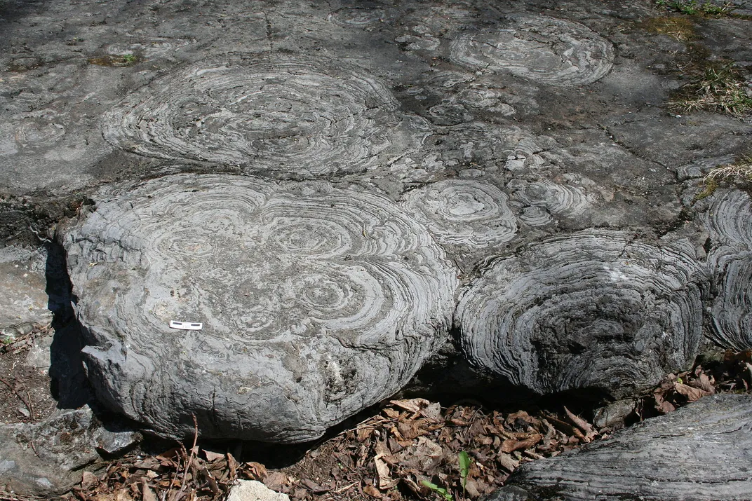 Stromatolites