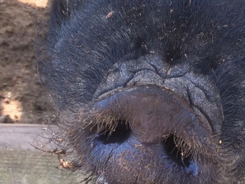 Hog Snout | Smithsonian Photo Contest | Smithsonian Magazine