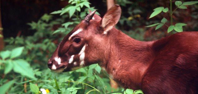 Saola