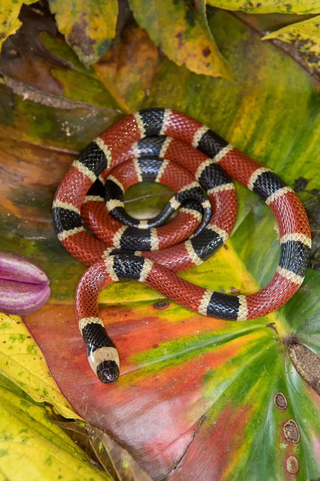 A Clark coral snake