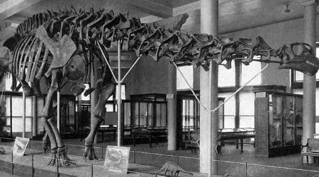 The original AMNH mount of Brontosaurus, reconstructed in 1905