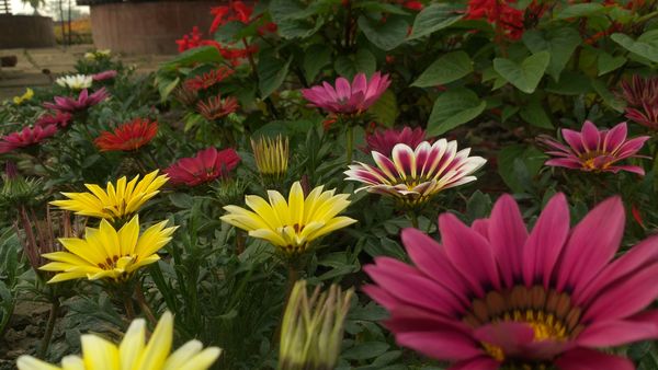 Blooming in every corner. Winter in Dhaka,Bangladesh. thumbnail