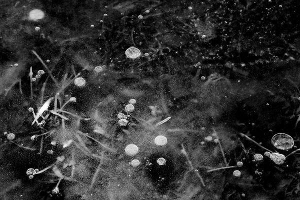Grass under ice thumbnail