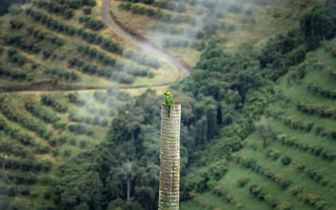 a green parrot with yellow on its head sits on a cylindrical structure in front of rolling hills with lines of trees and a curved road that cuts through