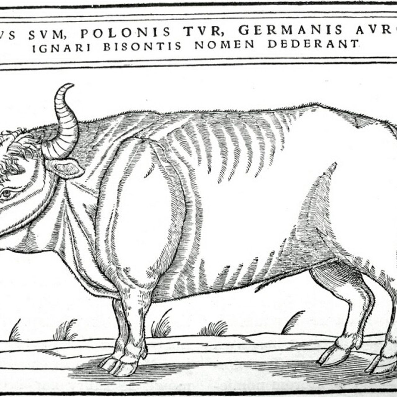 Tiere und ihre Nahrung ペーターピール Tiere und ihre Nahrung ペーターピール