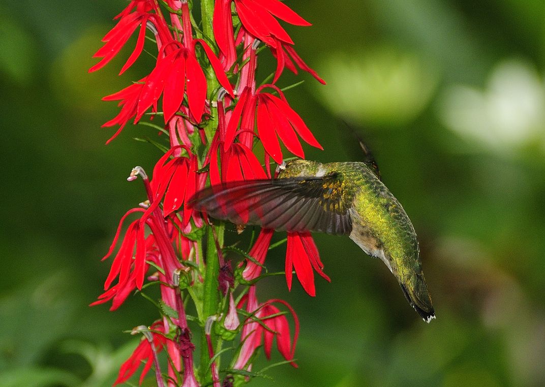 Every August when my cardinal flowers bloom, I follow the hummingbirds