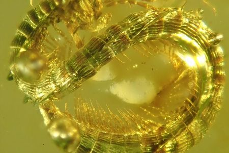 The 8.5-millimeter millipede had five-unit compound eyes and an unusually hairless rear end