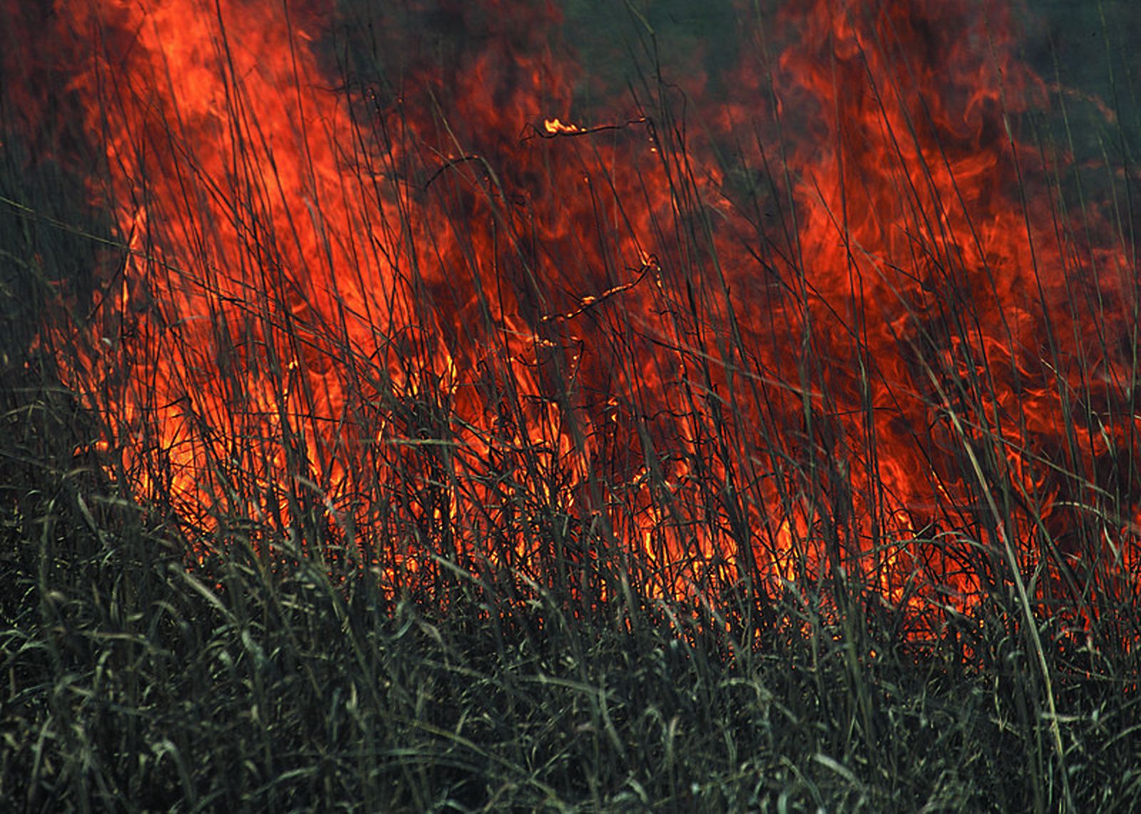 Wildfires Have Already Charred Over 2 Million Acres This Year