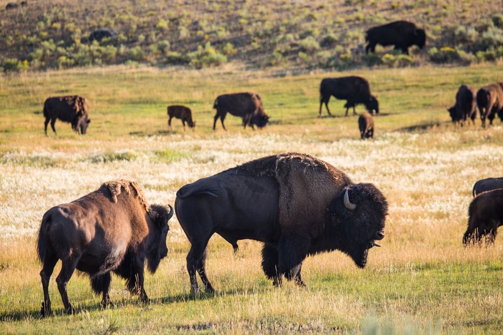 A herd of bison seen grazing in Yellowstone National Park's Lamar Valley