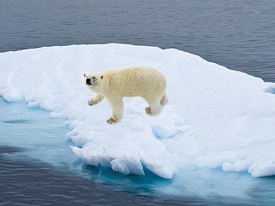 Melting sea ice is a threat to many Arctic species, including polar bears.