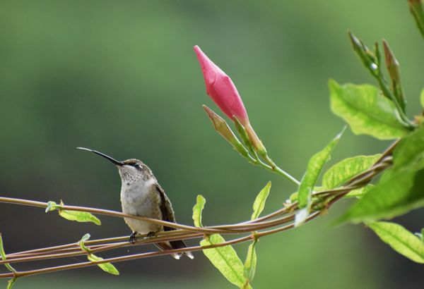 Ruby Throated Hummingbird on Mandevilla thumbnail