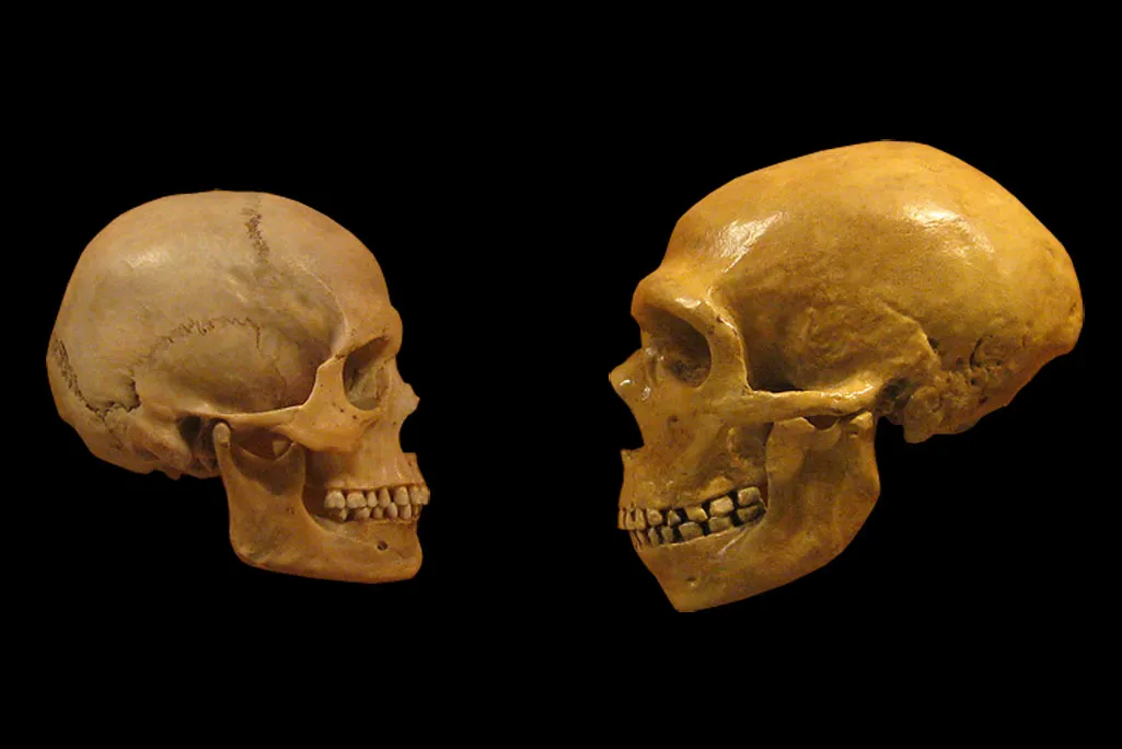 Skulls Human and Neanderthal