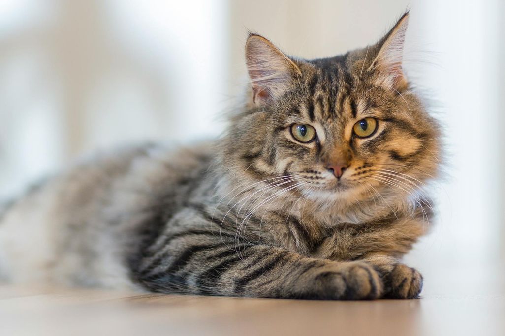 Cat staring at camera