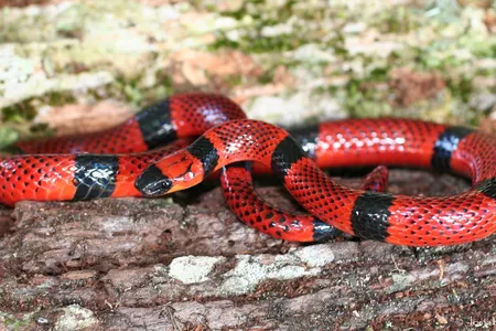This is a close mimic of the coral snake, but the real version has a singular venom. 