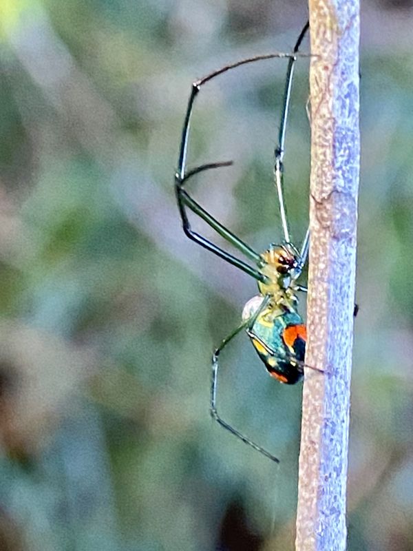 Mabel Orchard Spider that I found when walking thumbnail