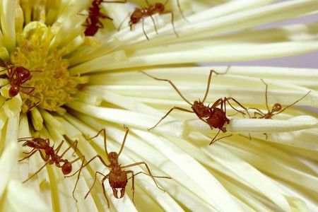 Leafcutter ants can be found across Central and South America. They build gigantic, subterranean nests with complex societies.