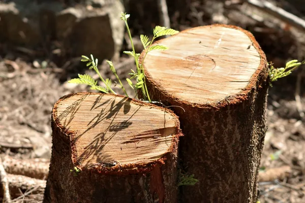 Dead or alive thumbnail