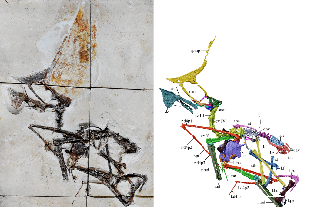 An image of a fossilized Pterosaur skeleton