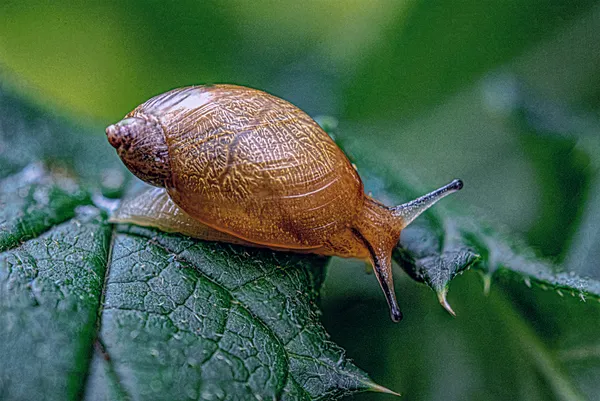 Amber snail macro thumbnail