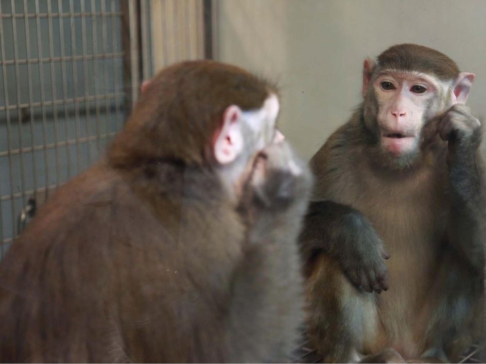 monkey mirror.jpg