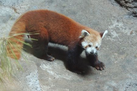 A red panda at Smithsonian's National Zoo. 