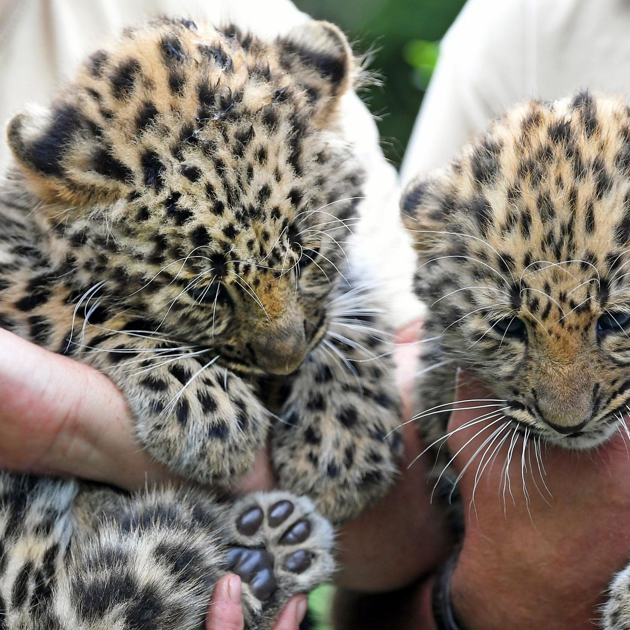 Types Of Leopards That Are Endangered