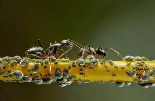 Ants and the Aphids thumbnail