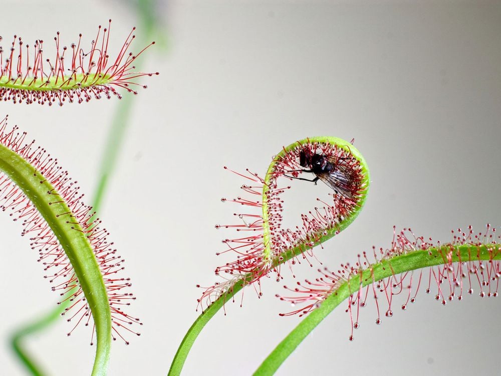 Cape Sundew