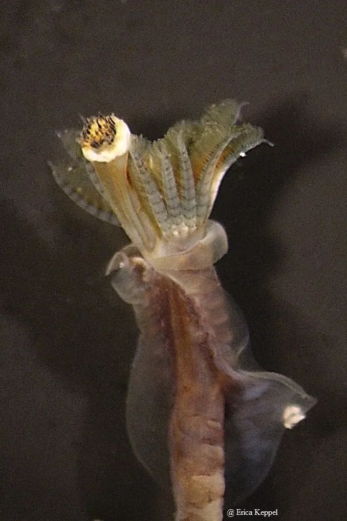 Worm like tunnel with fronds coming out the top