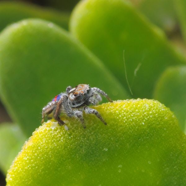 Peacock Spider thumbnail