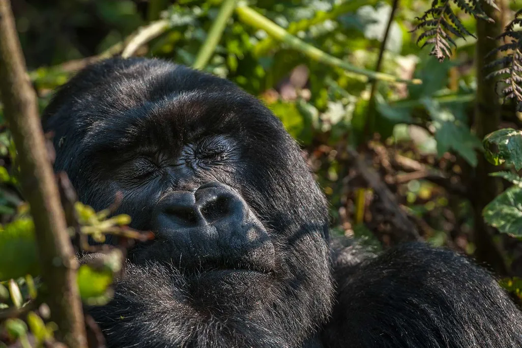 Gorilla Sleeping