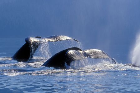 Humpback whales sounding in Windham Bay, Alaska.