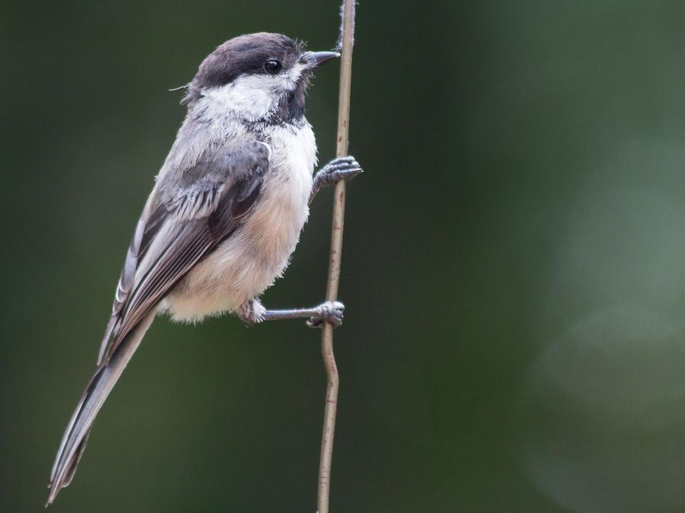 blackcapped chickadee