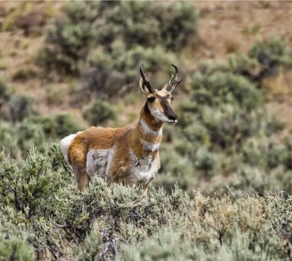 Young Pronghorn thumbnail