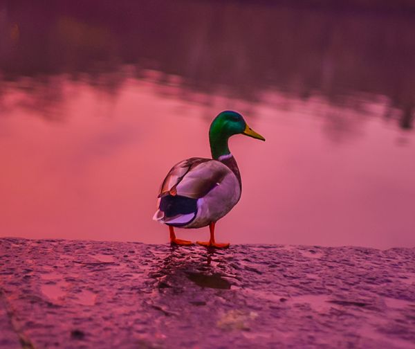 Sunset Mallard thumbnail