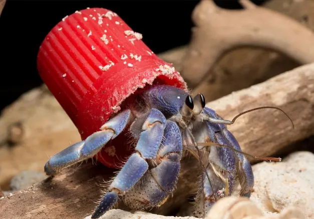 A purple hermit crab, facing right, wears a sandy red plastic cap as a shell.