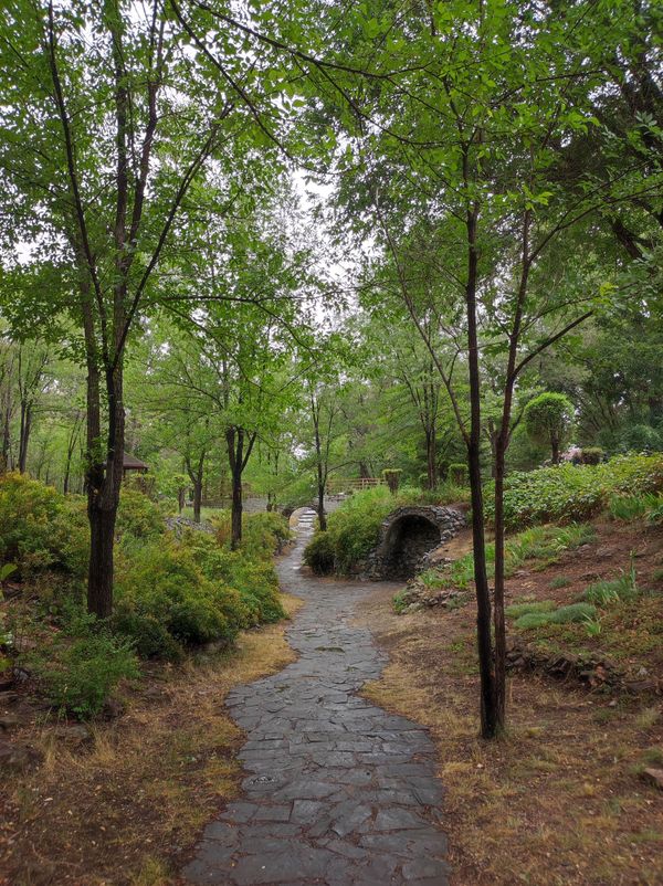 Enchanted Path Amongst Trees thumbnail