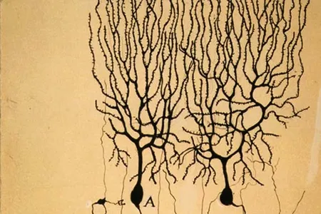 Drawing of Purkinje cells and granule cells from pigeon cerebellum by Santiago Ramón y Cajal, 1899.