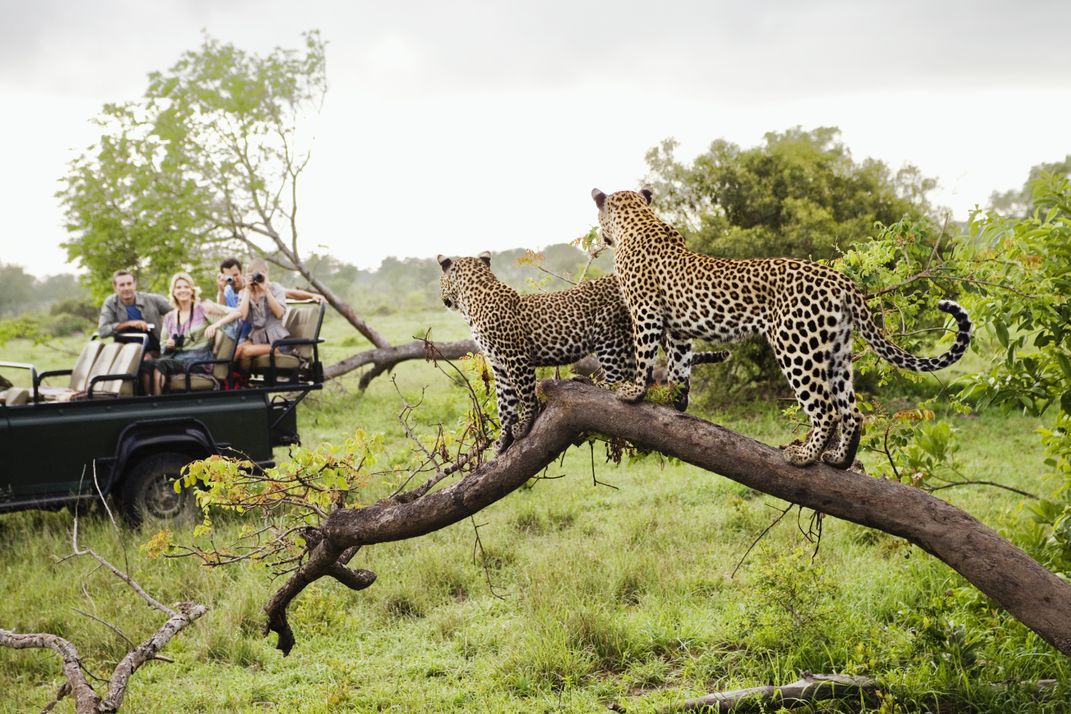 On safari