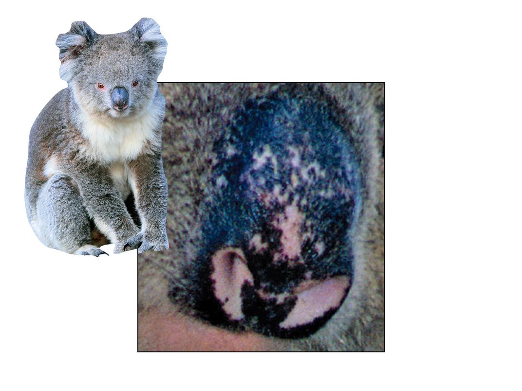 Koala spots