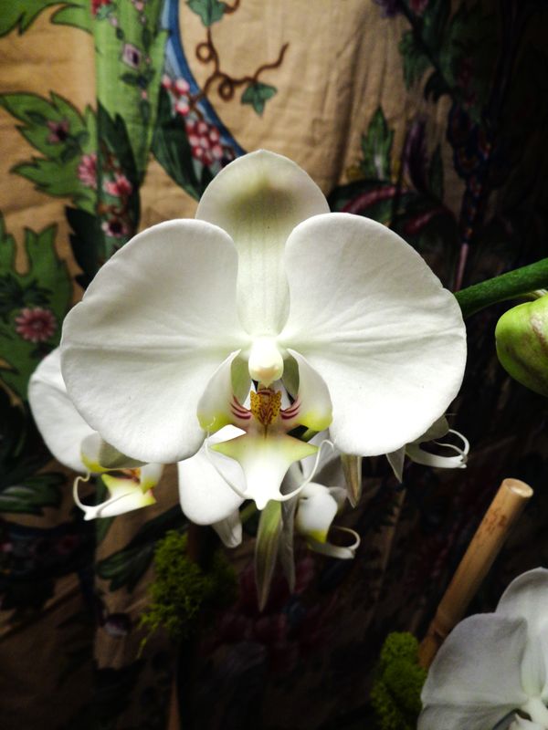 White orchid thumbnail