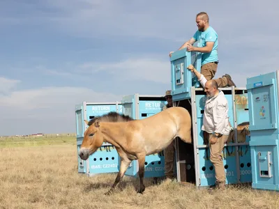 An endangered Przewalski&#39;s horse is released into the Altyn Dala &quot;Golden Steppe&quot; in central Kazakhstan.
