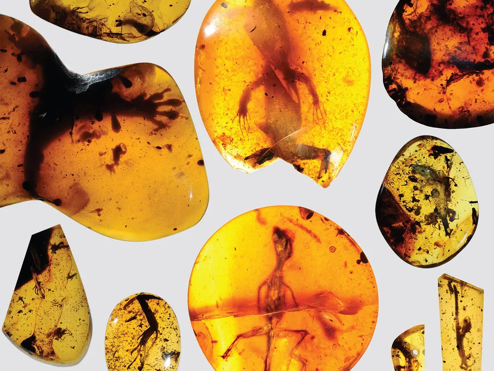 Collection of Lizards in Amber