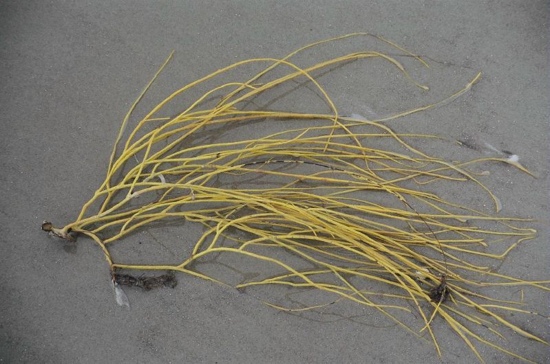 Sea whip coral pictured in washed up in the sand. It is yellow in color and features multiple strands. 