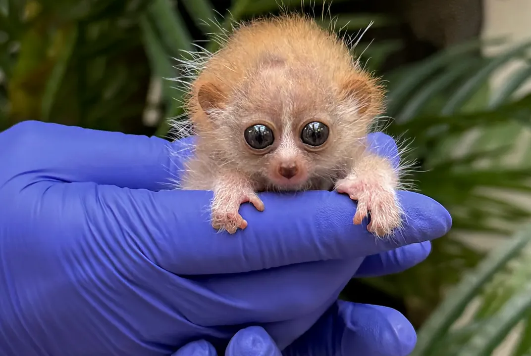 Slow Loris