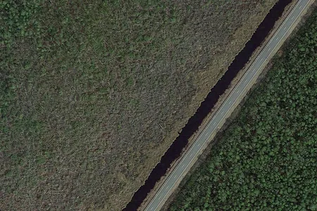 Google Earth image of a healthy forest on the lower right and a ghost forest full of dead trees on the left.