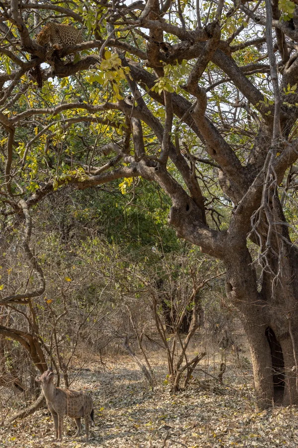 Predator and Opportunist thumbnail