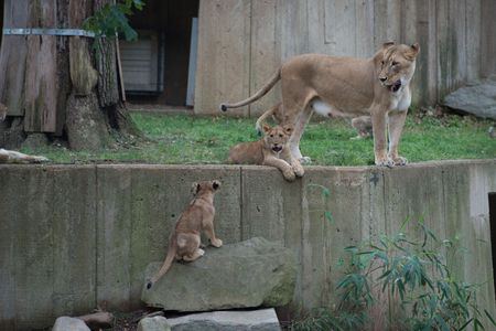 Lion cubs at the National Zoo.
