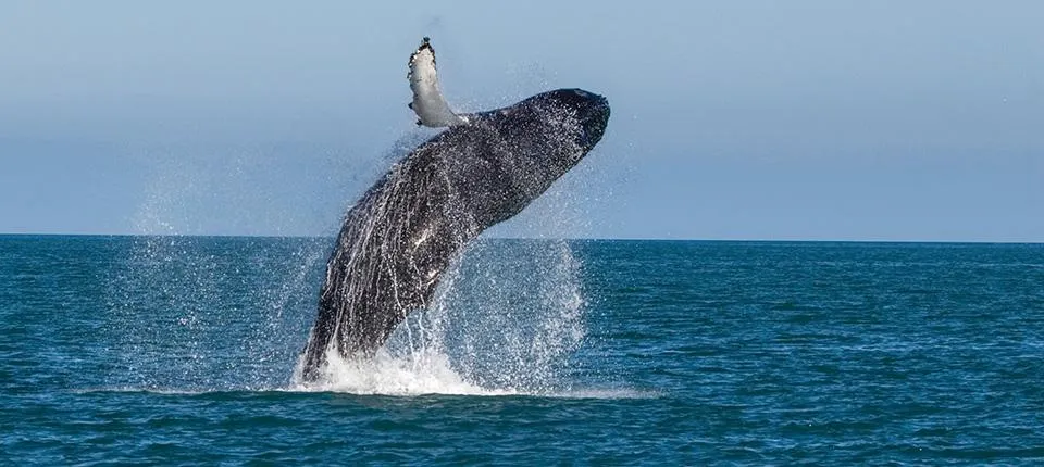 Breaching whale in Icelandic waters
