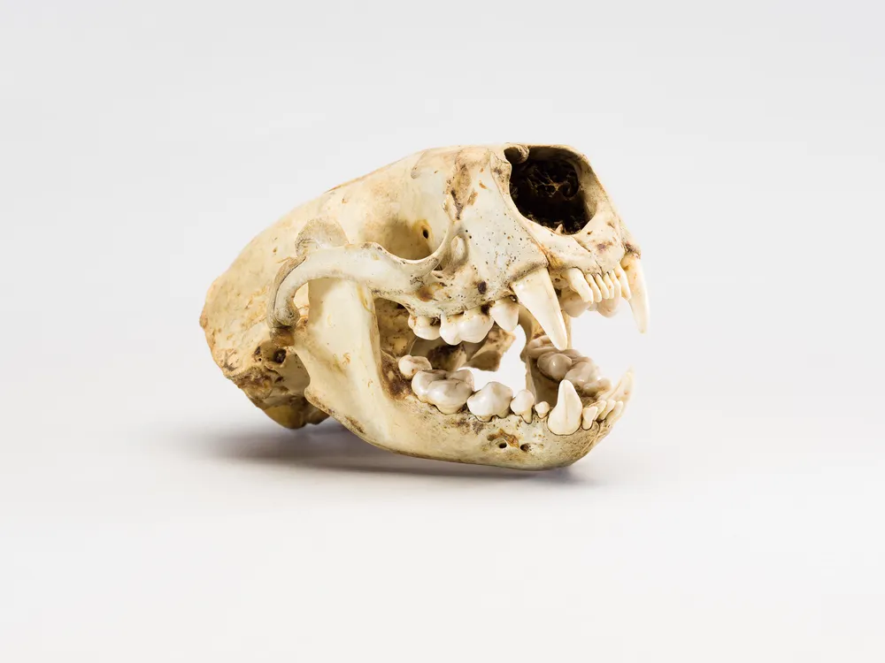 NMNH-2025-00703 (1).jpg